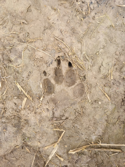 Waldkindergarten Spuren